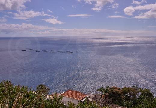 .Madeira